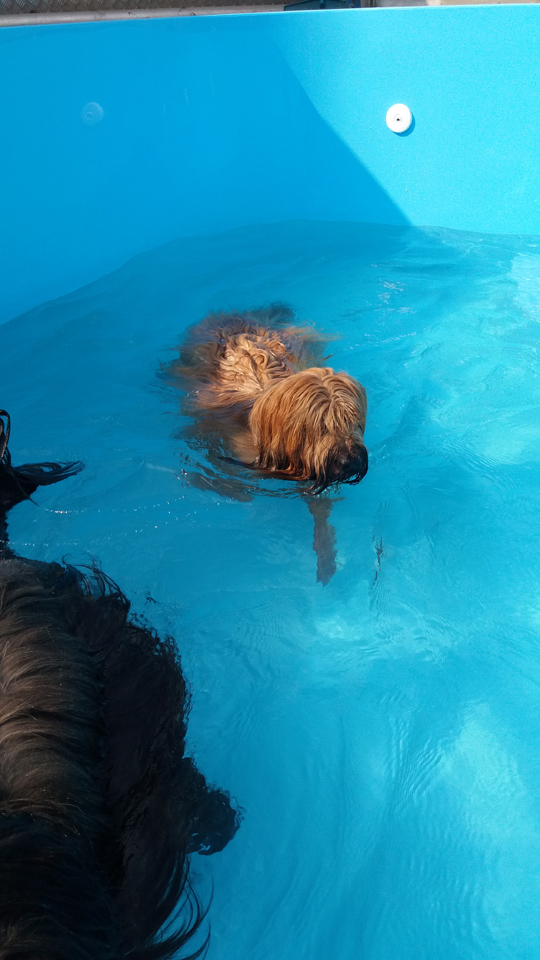 Endlich ist auch Jebelle im Wasser/Jebelle is finally in the water too.